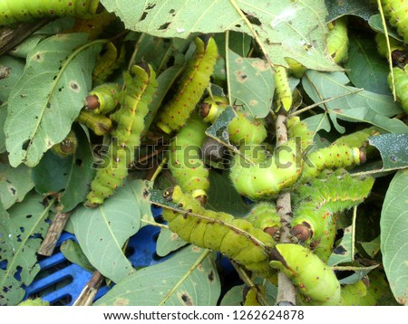 sericulture Green Silkworm cocoon and larvae  Royalty-Free Stock Photo #1262624878