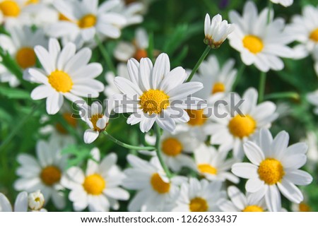 Field of camomiles at sunny day at nature. Camomile daisy flowers, field flowers, chamomile flowers, spring day Royalty-Free Stock Photo #1262633437