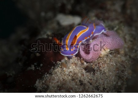 Nudibranch Mexichromis trilineata laying eggs. Picture was taken near Island Bangka in North Sulawesi, Indonesia