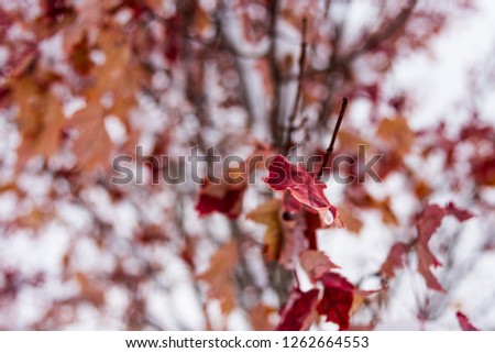 Autumn leaved frozen Royalty-Free Stock Photo #1262664553