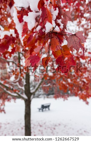 Autumn leaves in winter Royalty-Free Stock Photo #1262667529