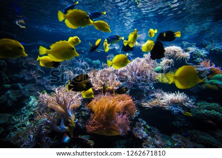 underwater coral reef landscape  with colorful fish