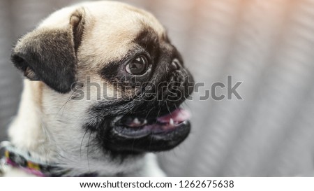 Portrait of handsome male Emotion face of  happy pug dog.