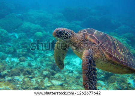 Sea turtle in coral landscape. Exotic marine turtle underwater photo. Oceanic animal in wild nature. Summer vacation activity. Snorkeling or diving banner template. Tropical seashore with sea tortoise