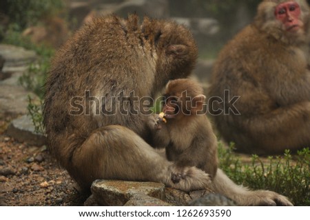 Monkey kids mom onsen