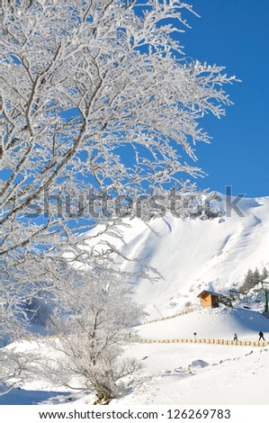 branches of a tree covered with snow in front of a lift under a beautiful blue sky