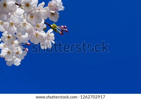 White sakura flowers on blue sky background.