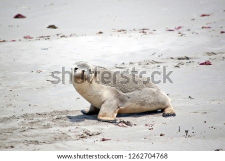 the sea lion is walking along the beach at Seal Bay on Kangaroo Island