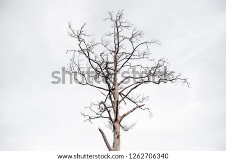 Dead and dry tree isolated on white background 