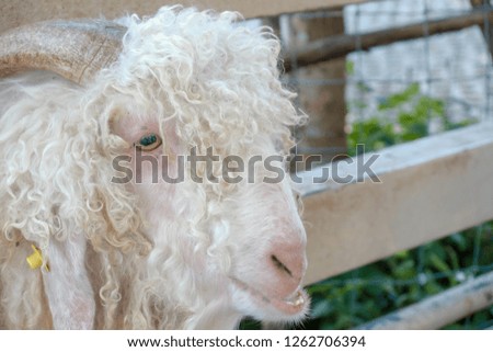 cute sheep on a farm outdoor selective focus