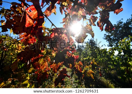 autumn leaves on tree, beautiful photo digital picture