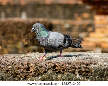 pigeon in front of a wall, beautiful photo digital picture