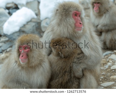Japanese macaques Family.  The Japanese macaque ( Scientific name: Macaca fuscata), also known as the snow monkey. Natural habitat, winter season.