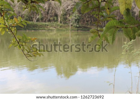 Ponds and natural forests