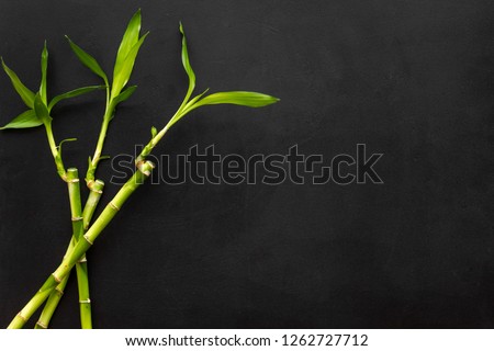Bamboo shoot. Bamboo stem and leaves on black background top view space for text