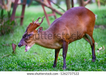 The Indian muntjac (Muntiacus muntjak), also called Southern red muntjac and barking deer, is a deer species native to South and Southeast Asia. It is listed as Least Concern on the IUCN Red List Royalty-Free Stock Photo #1262737522