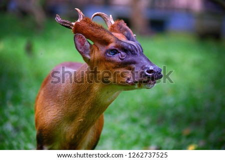 The Indian muntjac (Muntiacus muntjak), also called Southern red muntjac and barking deer, is a deer species native to South and Southeast Asia. It is listed as Least Concern on the IUCN Red List Royalty-Free Stock Photo #1262737525