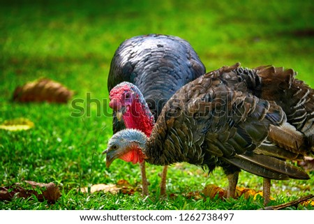 The turkey is a large bird in the genus Meleagris, which is native to the Americas. Males of both turkey species have a distinctive fleshy wattle or protuberance that hangs from the top of the beak  Royalty-Free Stock Photo #1262738497