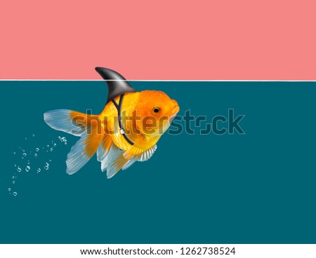 Goldfish with shark fin swimming in green water and pink sky background, Gold fish,Decorative aquarium fish. Gold fish with shark flip Royalty-Free Stock Photo #1262738524