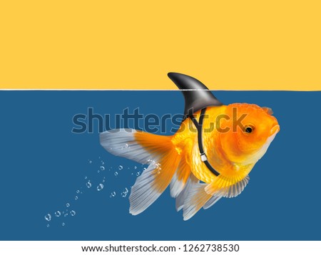 Goldfish with shark fin swimming in blue water and yellow sky background, Gold fish,Decorative aquarium fish. Gold fish with shark flip Royalty-Free Stock Photo #1262738530
