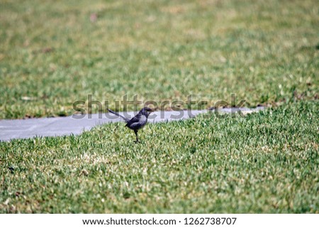 this is a side view of a fairy wren on grass