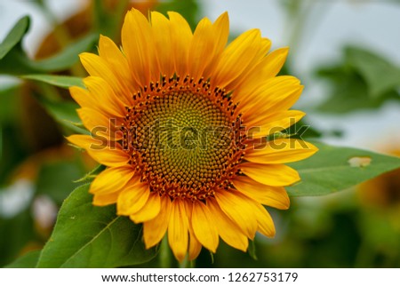 Bunga matahari,Beautiful bright yellow sunflowers farm fields in Yogyakarta Indonesia