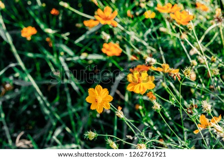 Beautiful yellow blossom flower field with green leaf blurry background.

