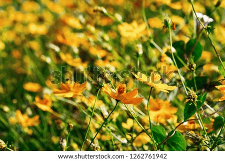 Beautiful yellow blossom flower field with the green leaf. 
Image for backgrounds concept.
