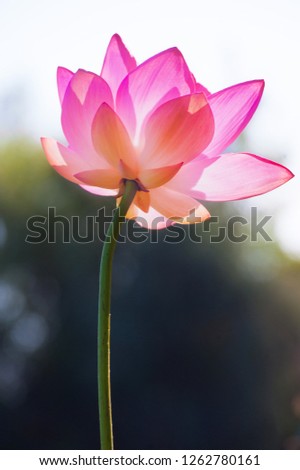Pink lotus in early summer morning, closeup
