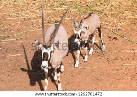 Picture gemsbok Standing Against on ground Reddish brown
