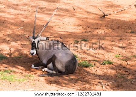 Picture gemsbok Standing Against on ground Reddish brown