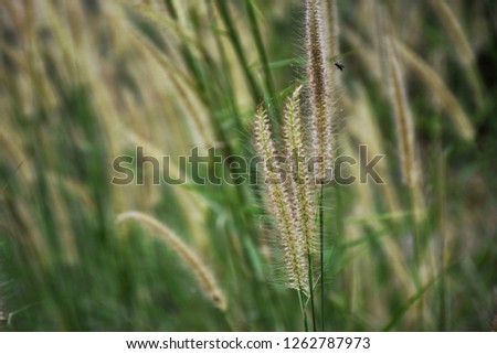 Close​up​ ​ Imperata cylindrica Beauv​Feather grass on white.landscape of reeds grass background.