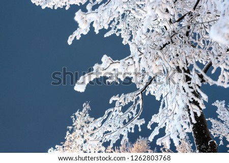 tree branches in snow and frost