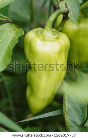 Some ripening sweet pepper on the bush in a kitchen garden 