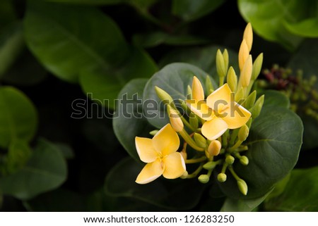 Ixora yellow flower.