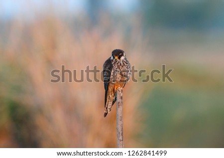 Amur falcon bird falco amurensis with dark scaly markings on white underparts, an orange eye ring, cere, and legs, Red footed falcon isolated over background