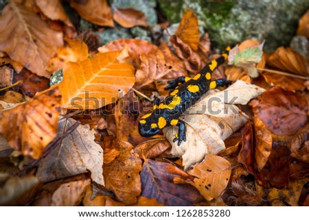 salamandra in autumn leaves
