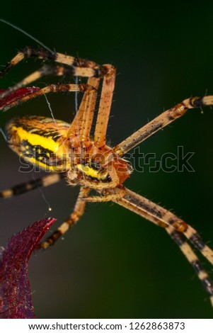 Spider on a spider web- Stock Image     