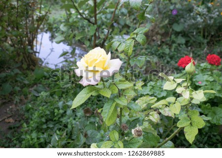rose garden flower gentle white yellow for design background
