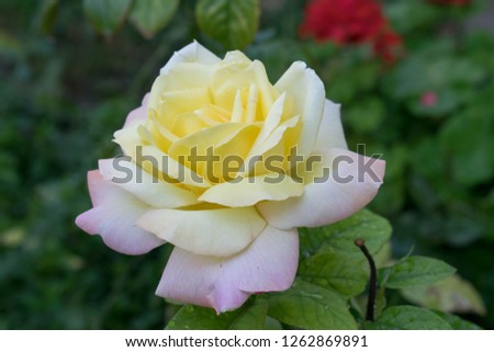 rose garden flower gentle white yellow for design background
