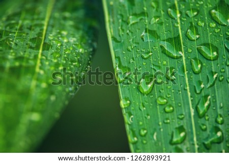 Close up background image of palm tree leaves after rain.