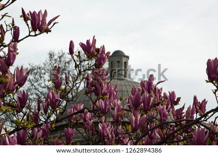 dome and pink flowers