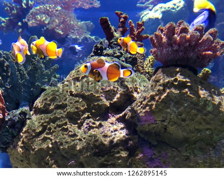 Clown fish swimming reef under water  wild life