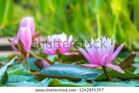 Beautiful Pink Lotus, water lily with leafs in a pond