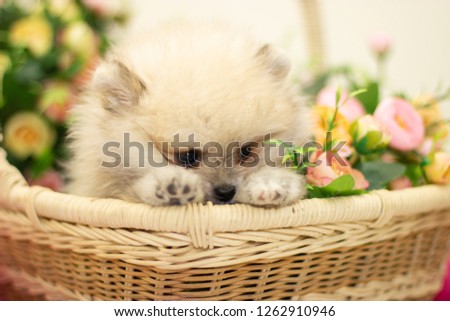 puppy dog in basket of flowers