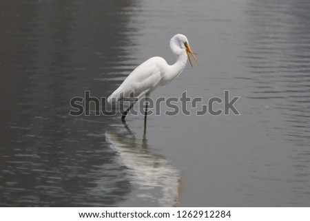 Great egret is a large species of egret.Male select a suitable site and start to nest so as to attract females.They feed on fish by standing still to wait for the prey entering its striking distance.