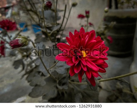 Beautiful single Red flower with fresh Petals.