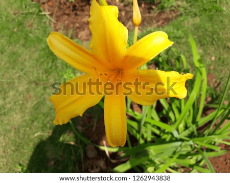 day lily also called as Hemerocallis, Tawny Daylily, Tiger Lily
