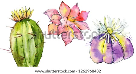Green cactus. Floral botanical flower. Wild spring leaf isolated. Watercolor background illustration set. Watercolour drawing fashion aquarelle isolated. Isolated cacti illustration elements.