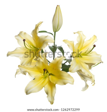 A branch of yellow roses isolated on white background.